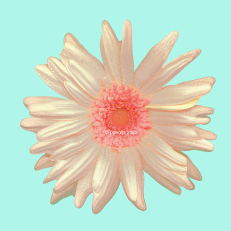 Petra de Nijs Gerbera