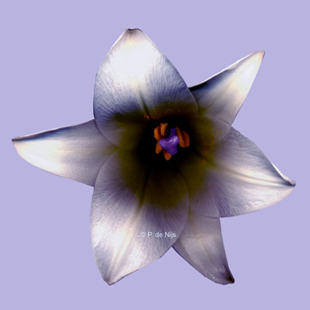 petra de nijs lelie