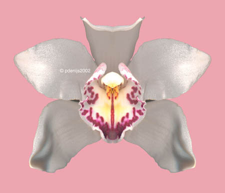 petra de nijs - orchid