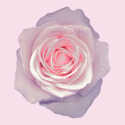 petra de nijs - rose