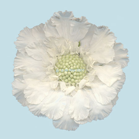 petra de nijs - white blue