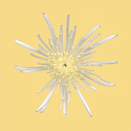 petra de nijs - yellow white